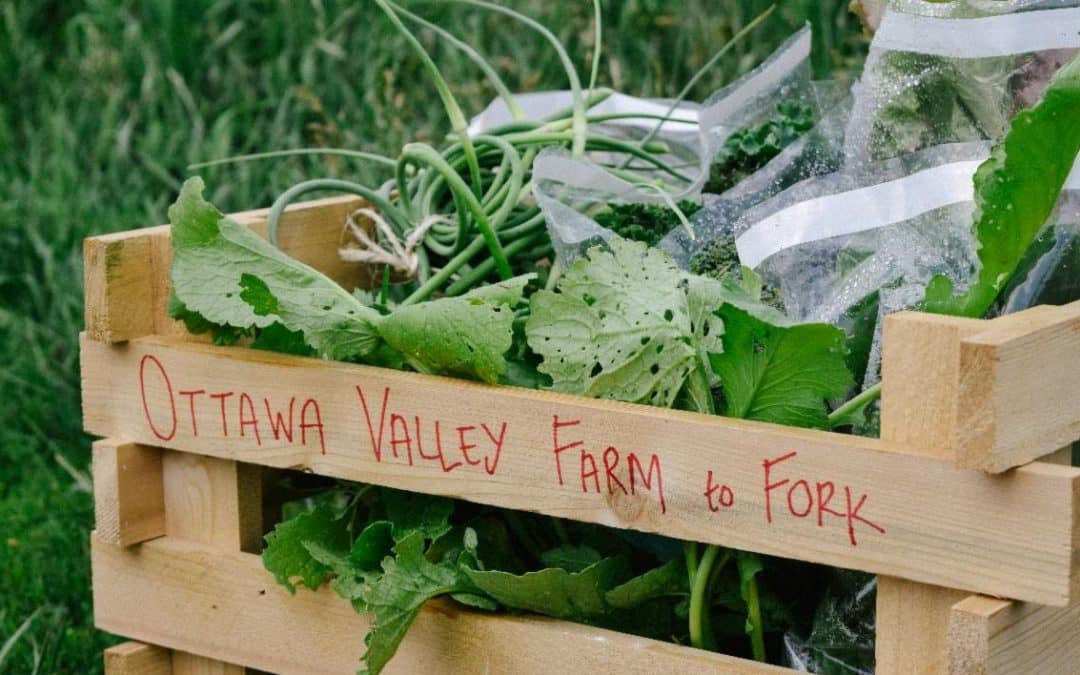 Fresh from our Farm | July 13th, 2020