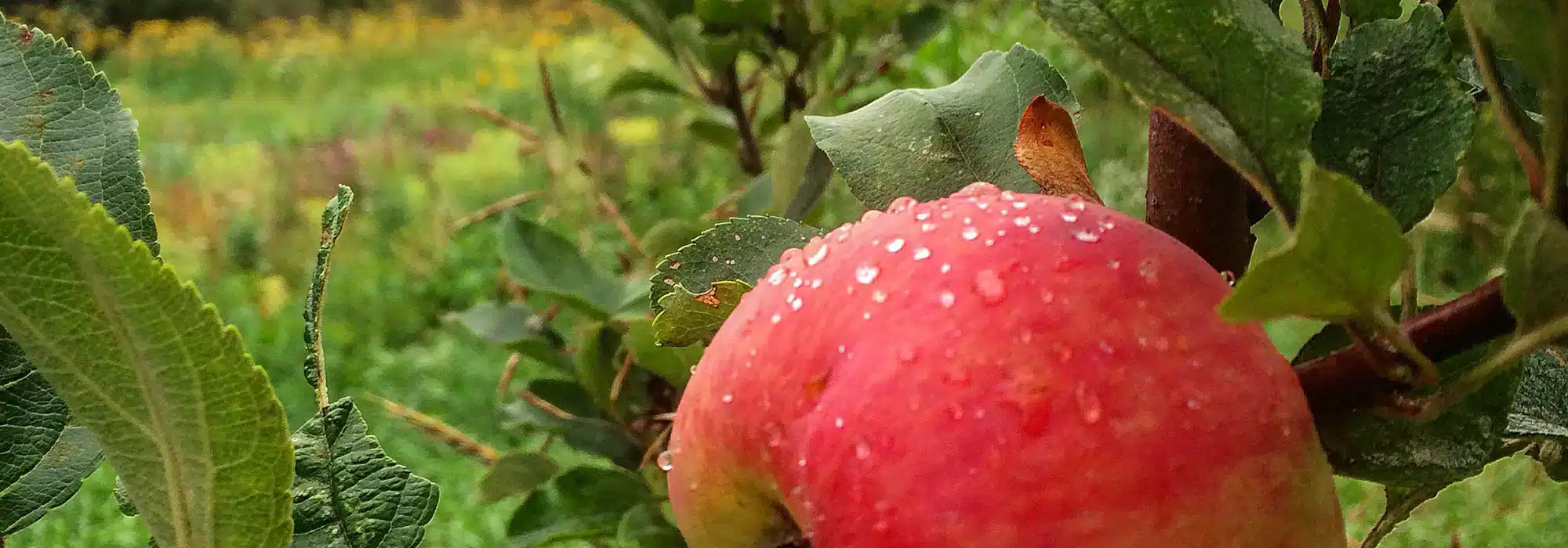 Regenerative Agriculture | 4 produce boxes - Image 8